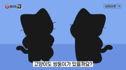 비마이펫_고양이가 상대를 알아보는법